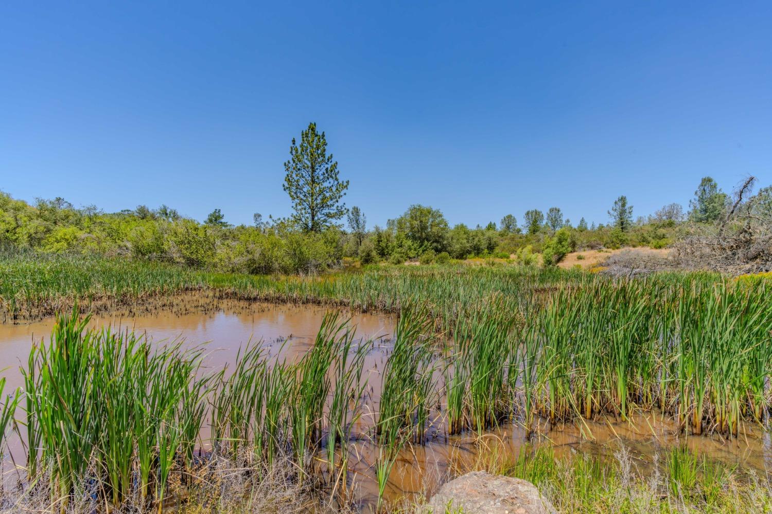 Detail Gallery Image 41 of 43 For 3501 Buena Vista Road, Ione,  CA 95640 - 3 Beds | 2 Baths