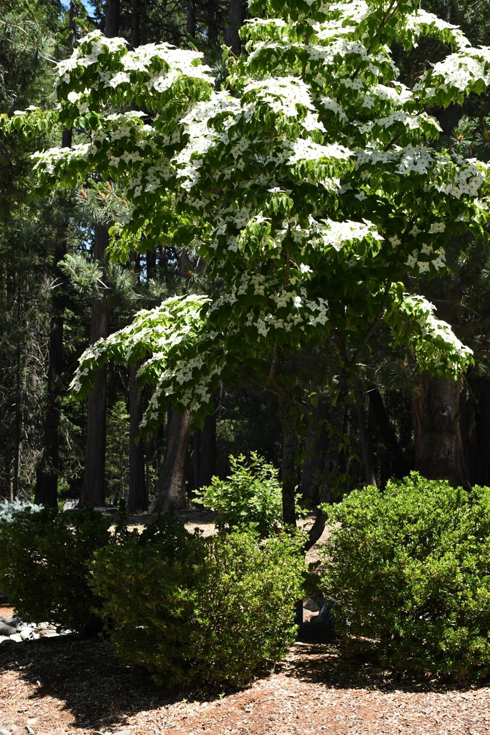 Detail Gallery Image 71 of 78 For 12933 Elk Ln, Grass Valley,  CA 95945 - 4 Beds | 2/2 Baths