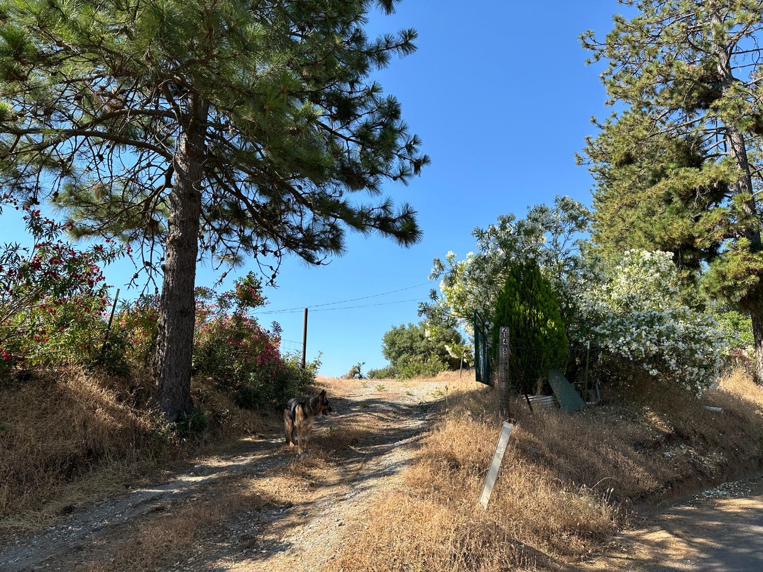 Falcon Mine Road, Murphys, California image 19