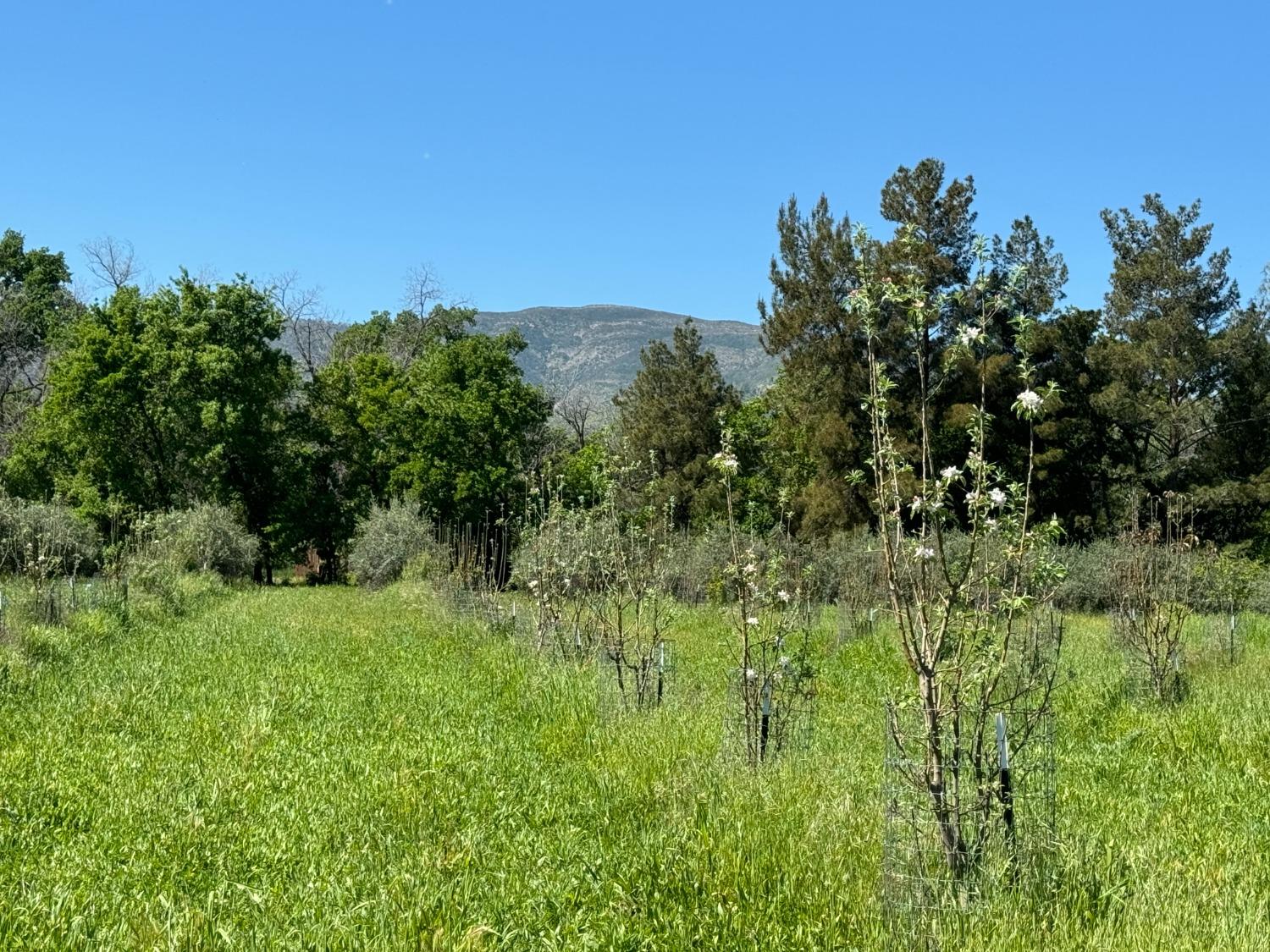 Detail Gallery Image 9 of 67 For 17058 Road 57, Guinda,  CA 95637 - 2 Beds | 2 Baths