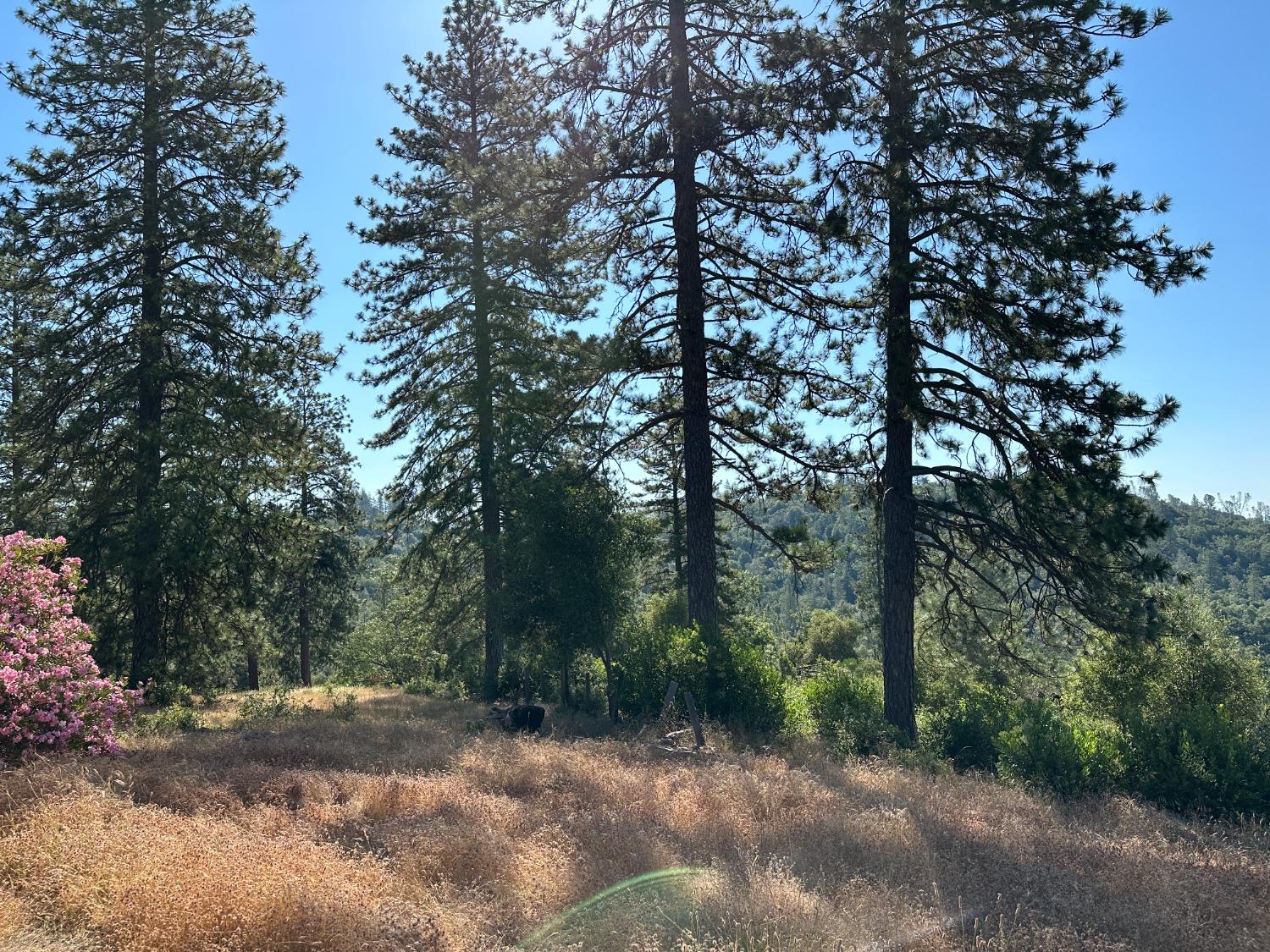 Falcon Mine Road, Murphys, California image 11