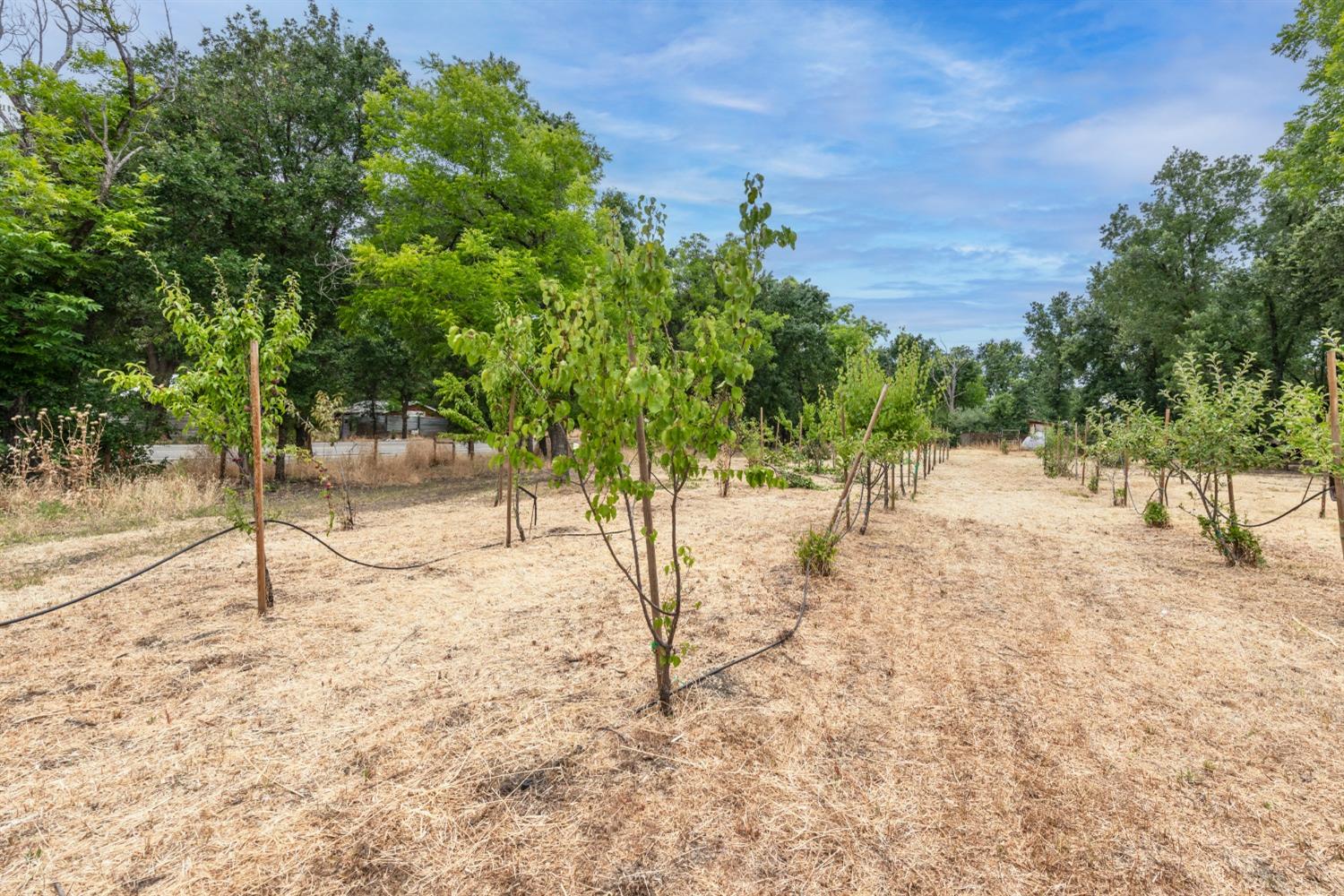 Detail Gallery Image 23 of 25 For 17022 County Road 57, Guinda,  CA 95637 - 0 Beds | 1 Baths