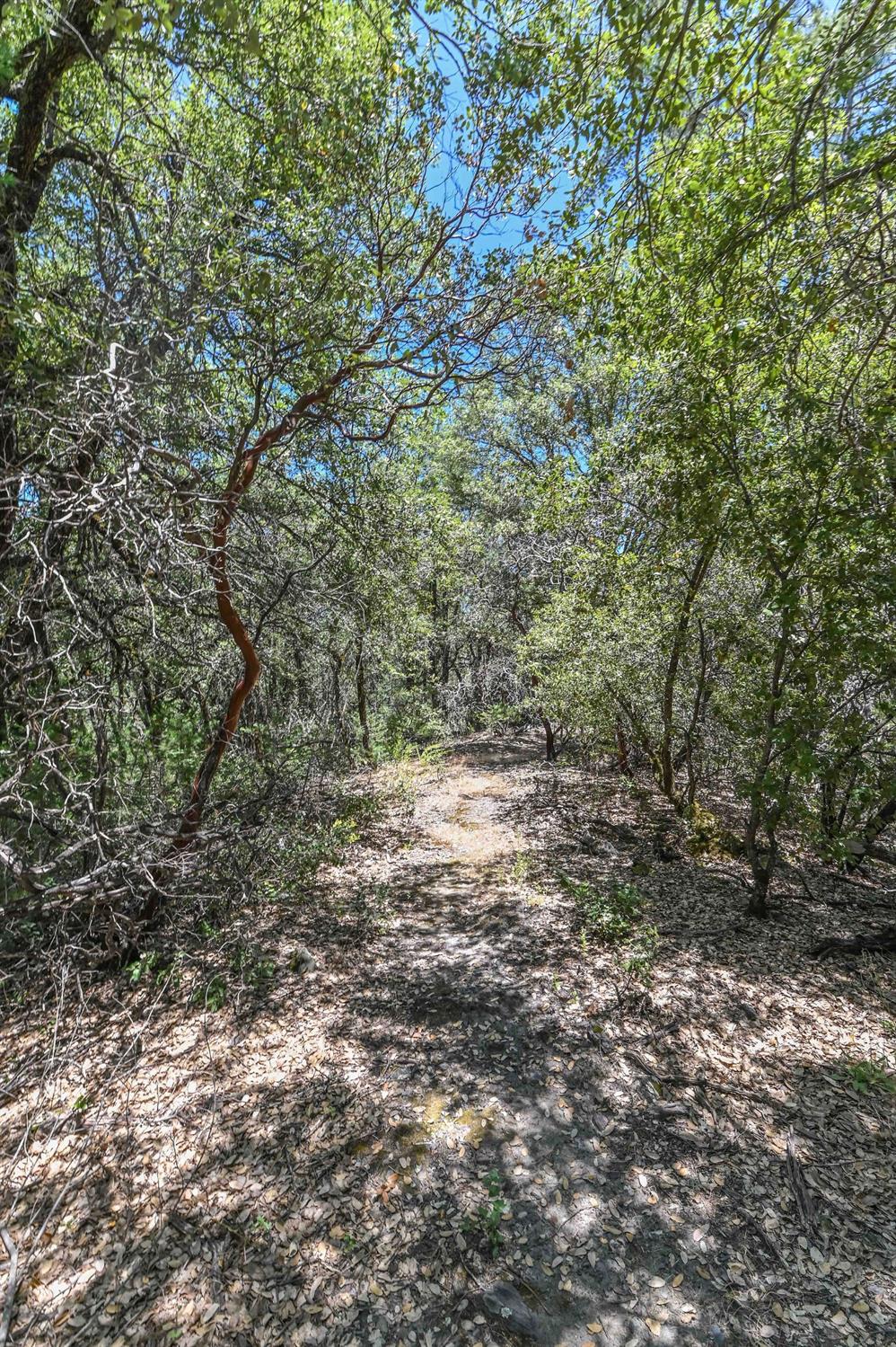 Detail Gallery Image 76 of 79 For 17050 Rams Horn Grade, Volcano,  CA 95689 - 3 Beds | 2/1 Baths