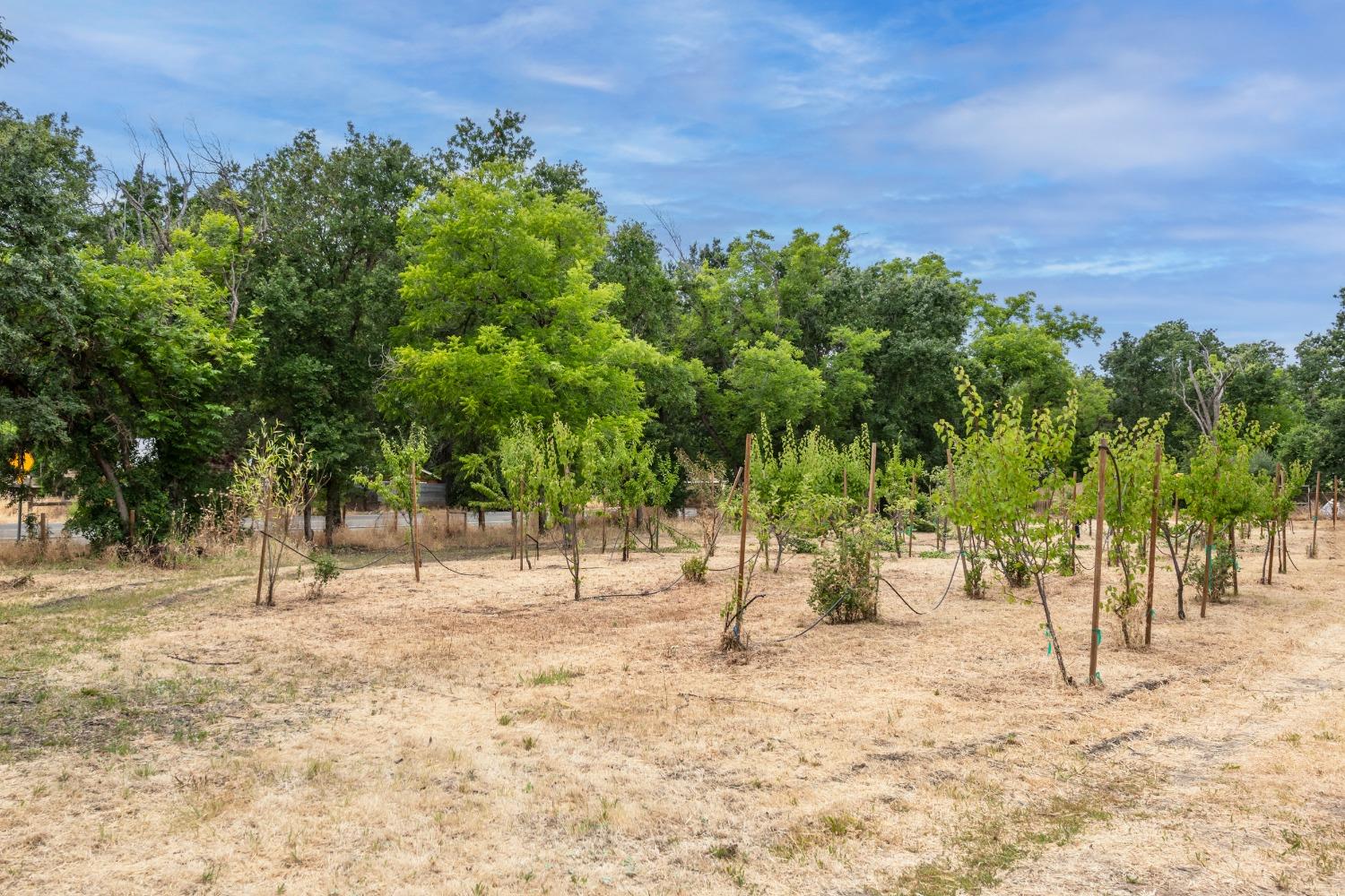 Detail Gallery Image 24 of 25 For 17022 County Road 57, Guinda,  CA 95637 - 0 Beds | 1 Baths