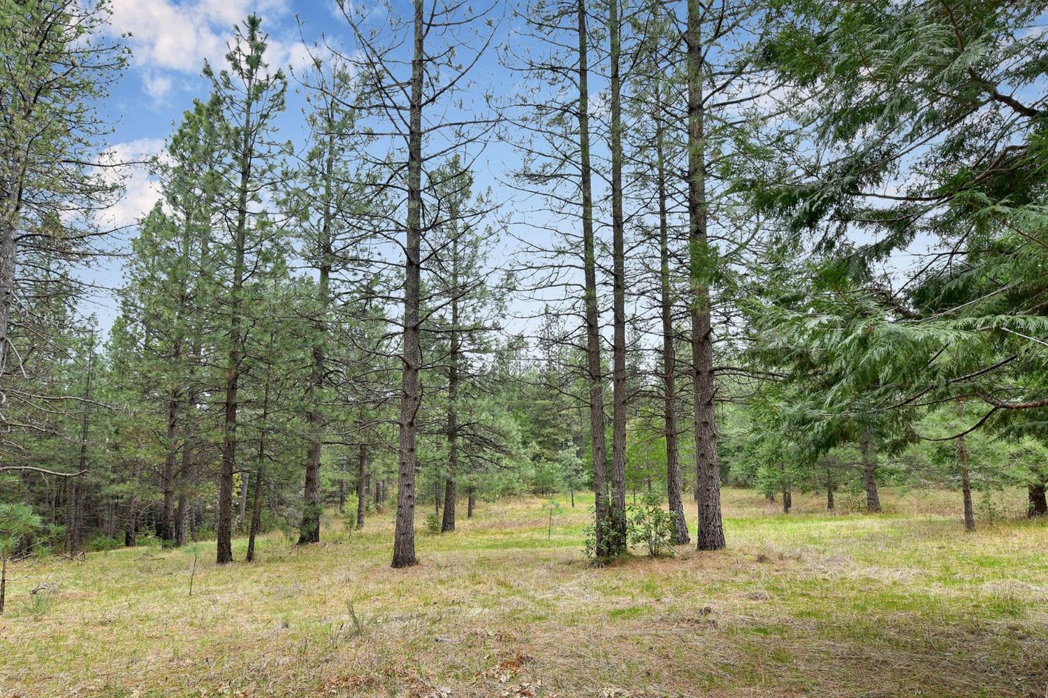 Lot 1 Baker Road, Camptonville, California image 10