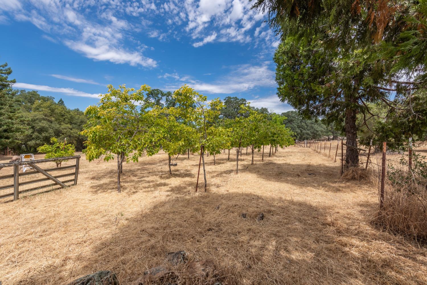 Detail Gallery Image 68 of 82 For 4241 Monk Rd, Placerville,  CA 95667 - 3 Beds | 3 Baths