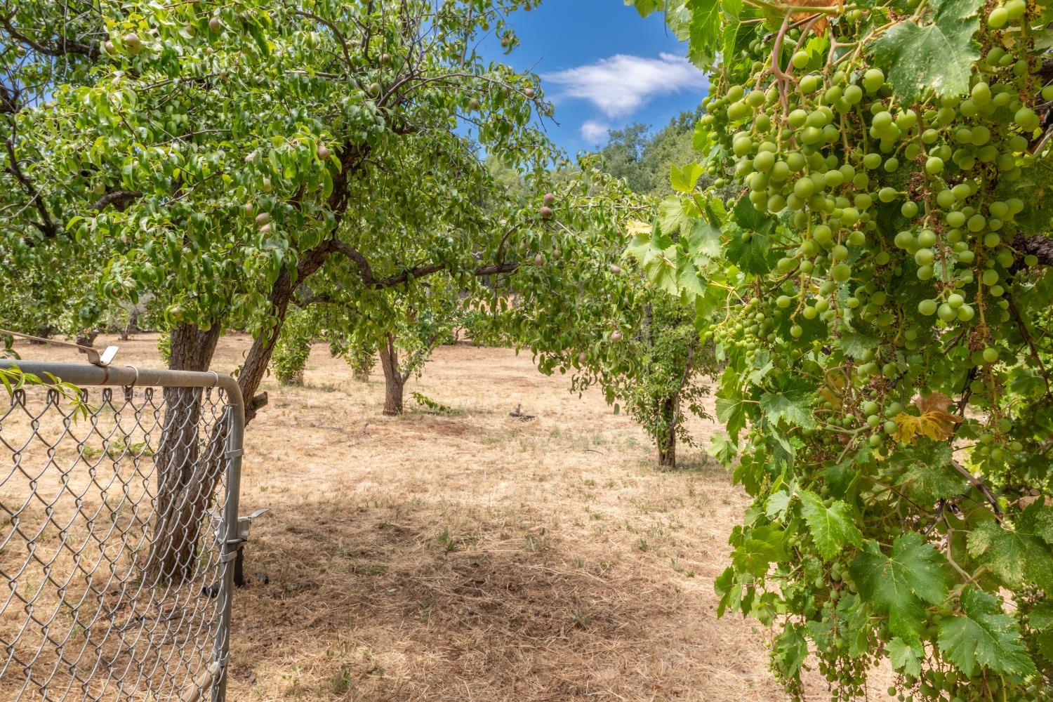 Detail Gallery Image 11 of 82 For 4241 Monk Rd, Placerville,  CA 95667 - 3 Beds | 3 Baths