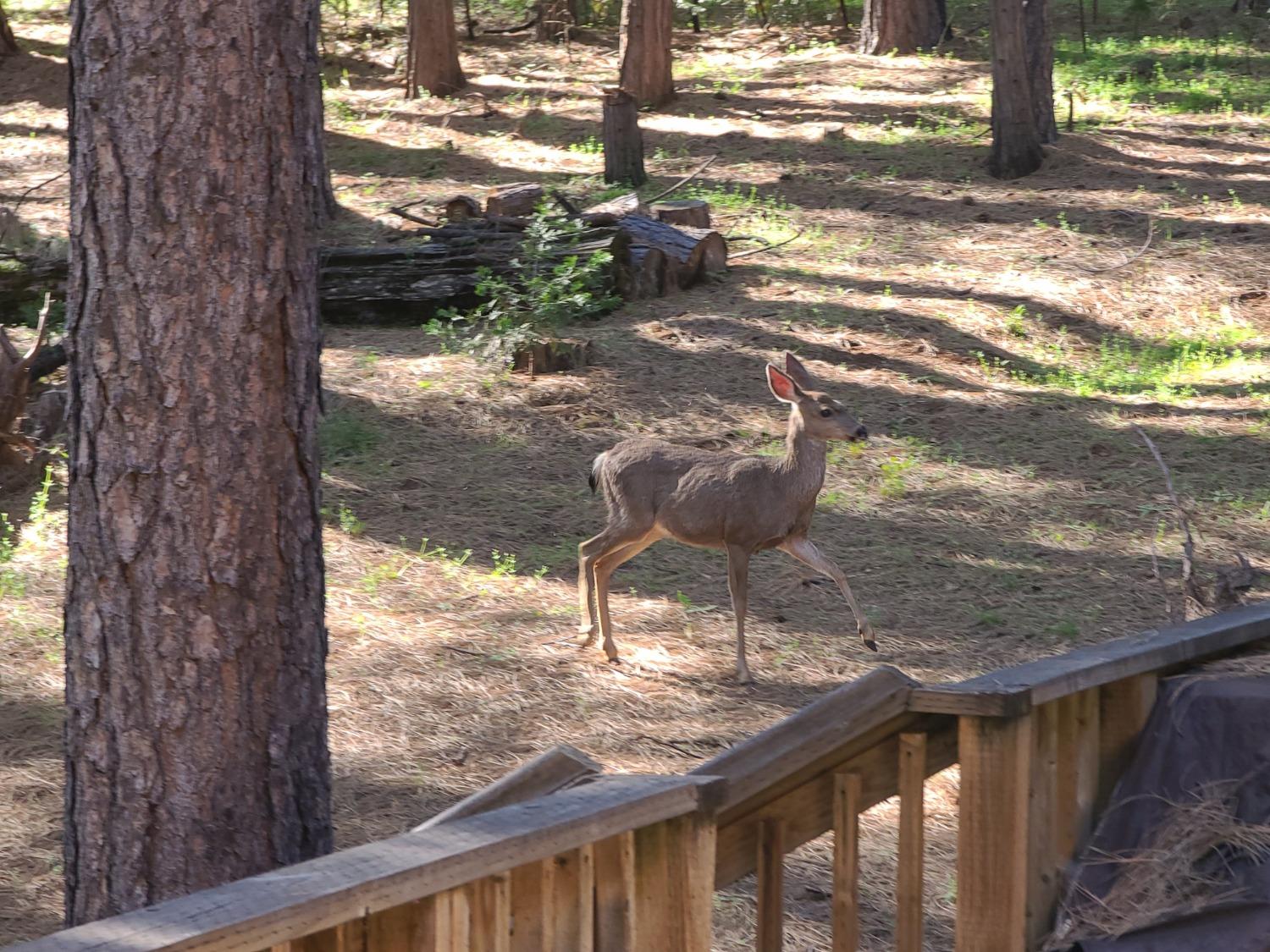 Detail Gallery Image 9 of 47 For 6157 Salmon Way, Pollock Pines,  CA 95726 - 3 Beds | 2 Baths