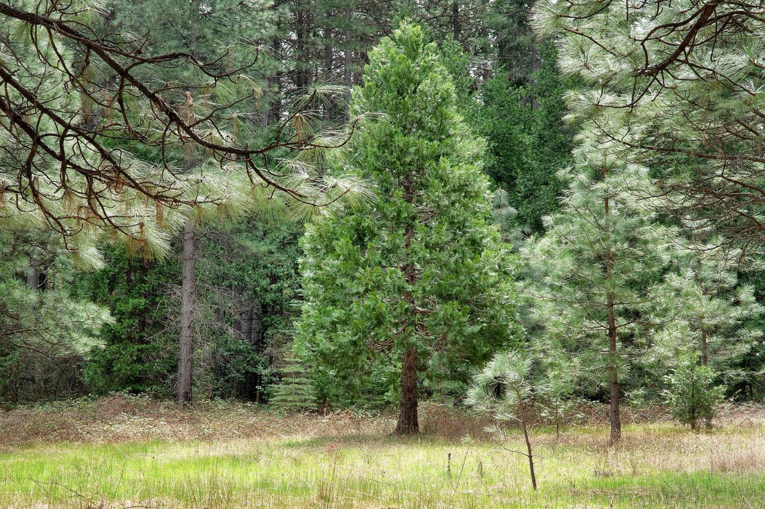 Lot 1 Baker Road, Camptonville, California image 37