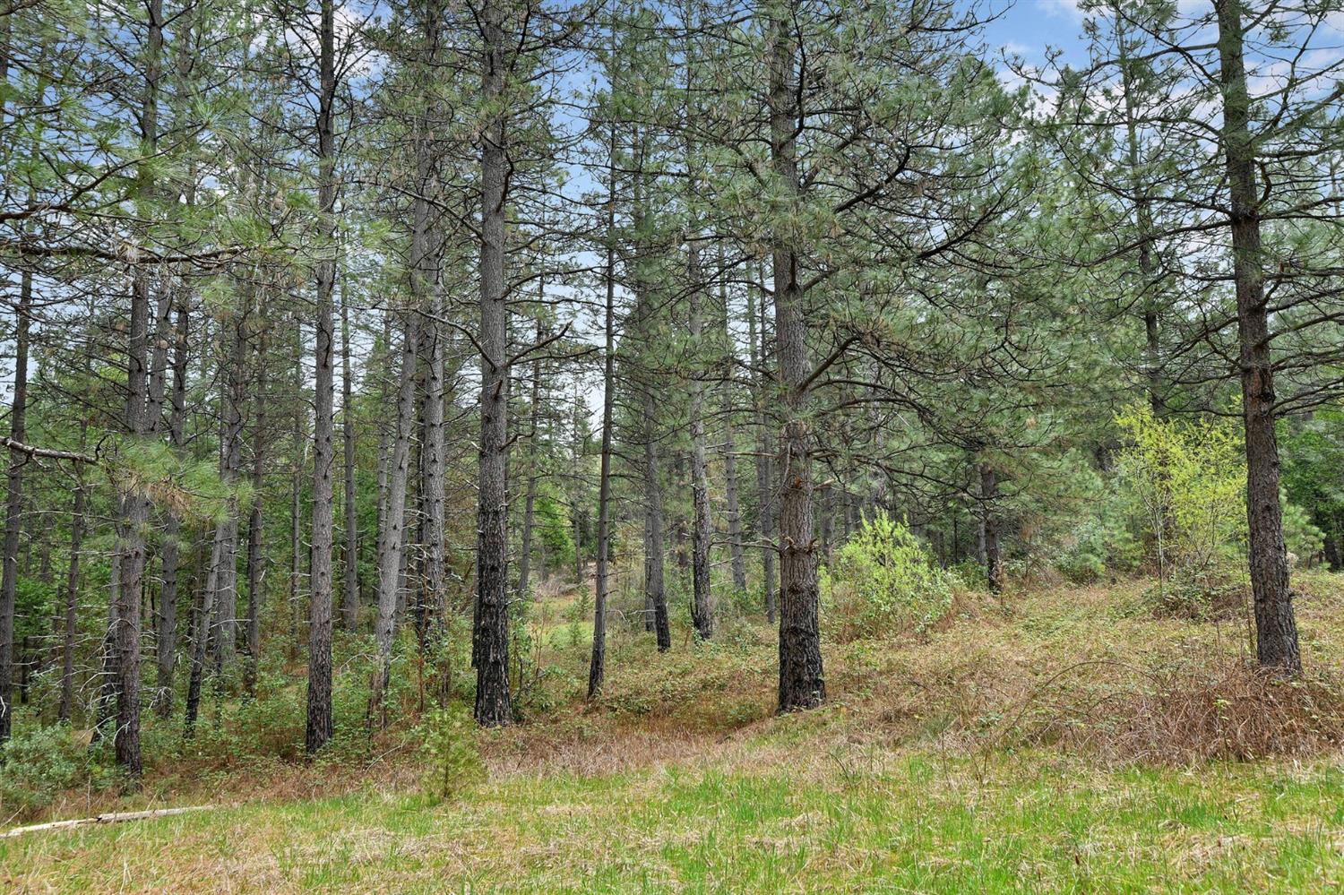 Lot 1 Baker Road, Camptonville, California image 14