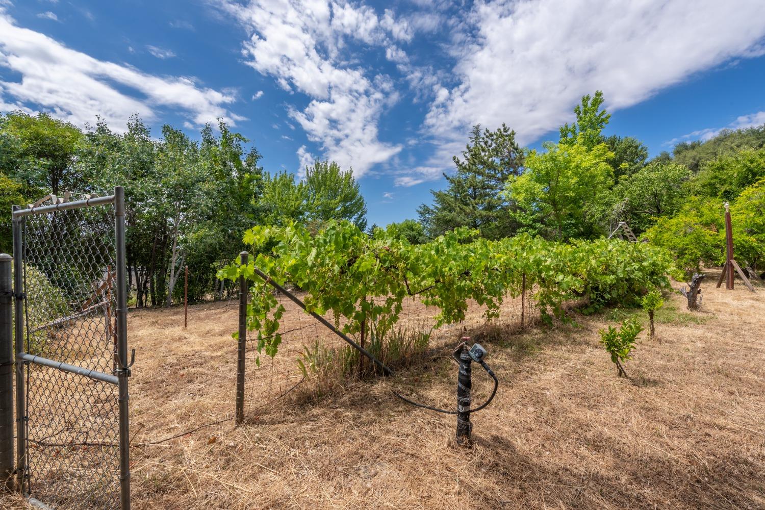 Detail Gallery Image 59 of 82 For 4241 Monk Rd, Placerville,  CA 95667 - 3 Beds | 3 Baths