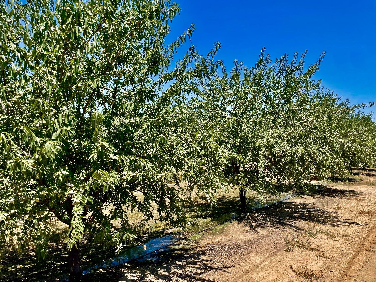 Detail Gallery Image 6 of 11 For 0 Whitworth Rd, Gustine,  CA 95322 - – Beds | – Baths