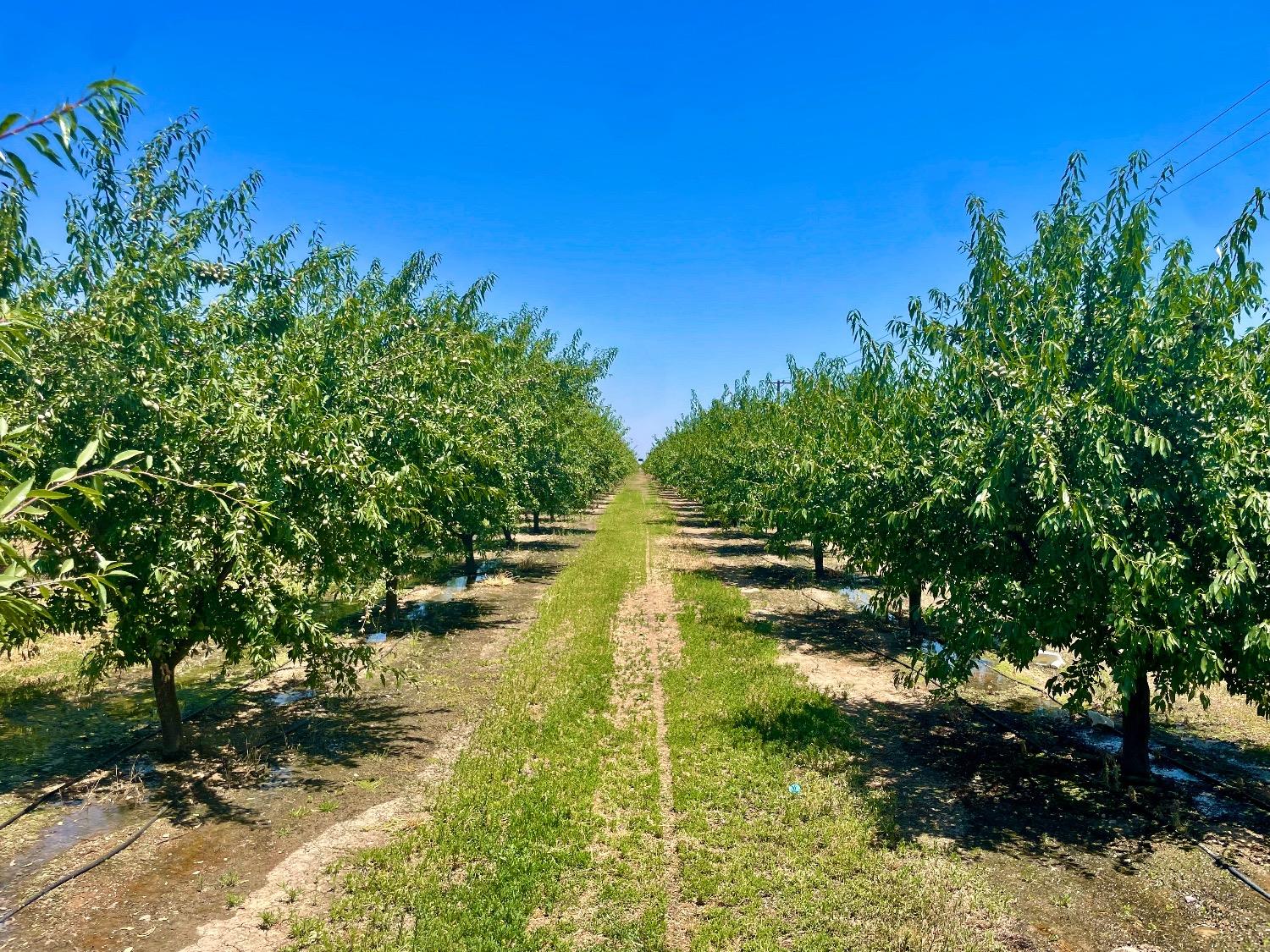 Whitworth Road, Gustine, California image 5