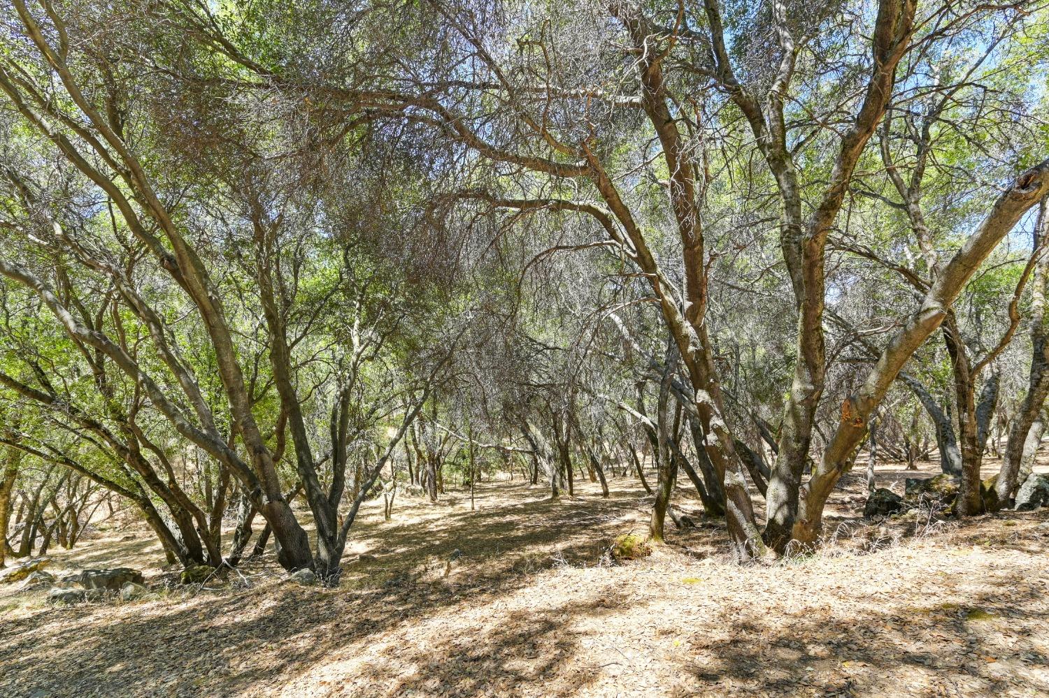 Buckeye Court, Penn Valley, California image 38