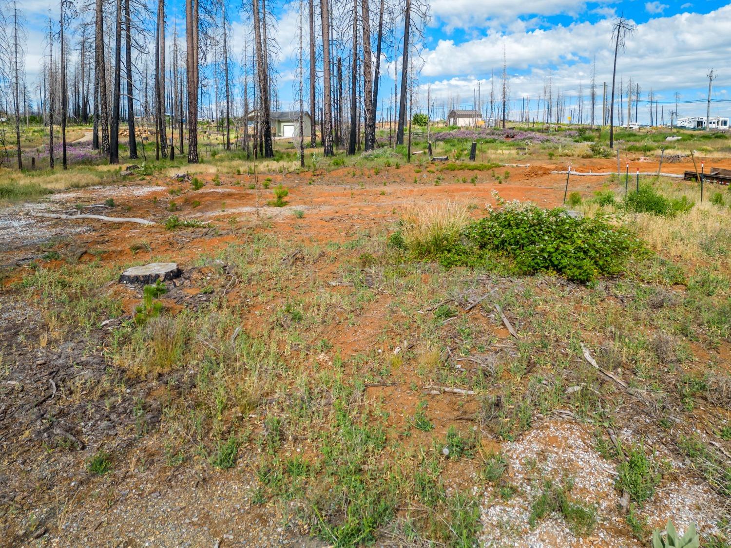 Golden Aspen, Grizzly Flats, California image 13