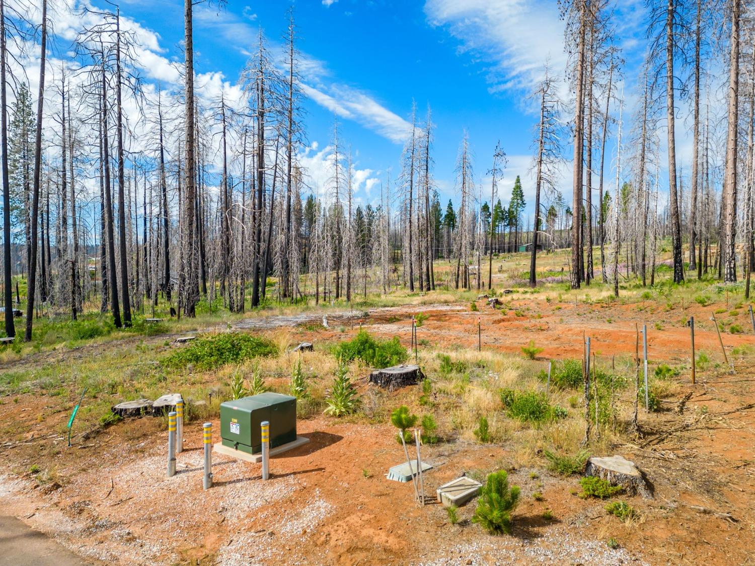 Golden Aspen, Grizzly Flats, California image 6