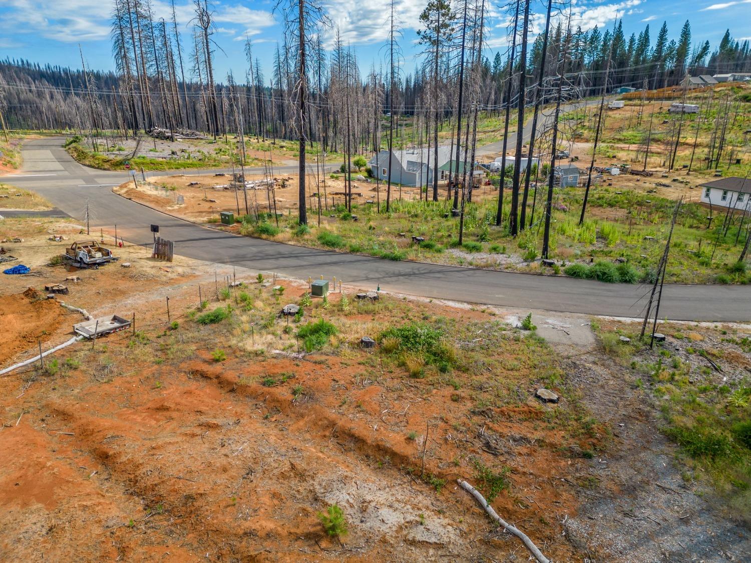 Golden Aspen, Grizzly Flats, California image 16