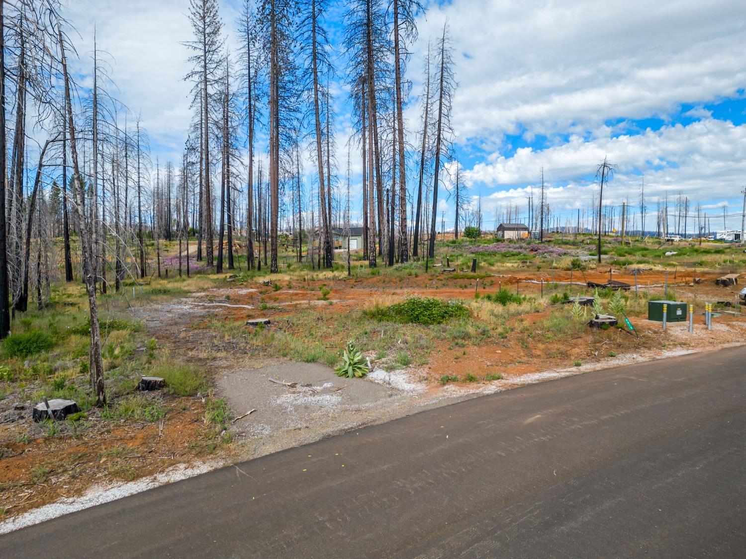 Golden Aspen, Grizzly Flats, California image 12