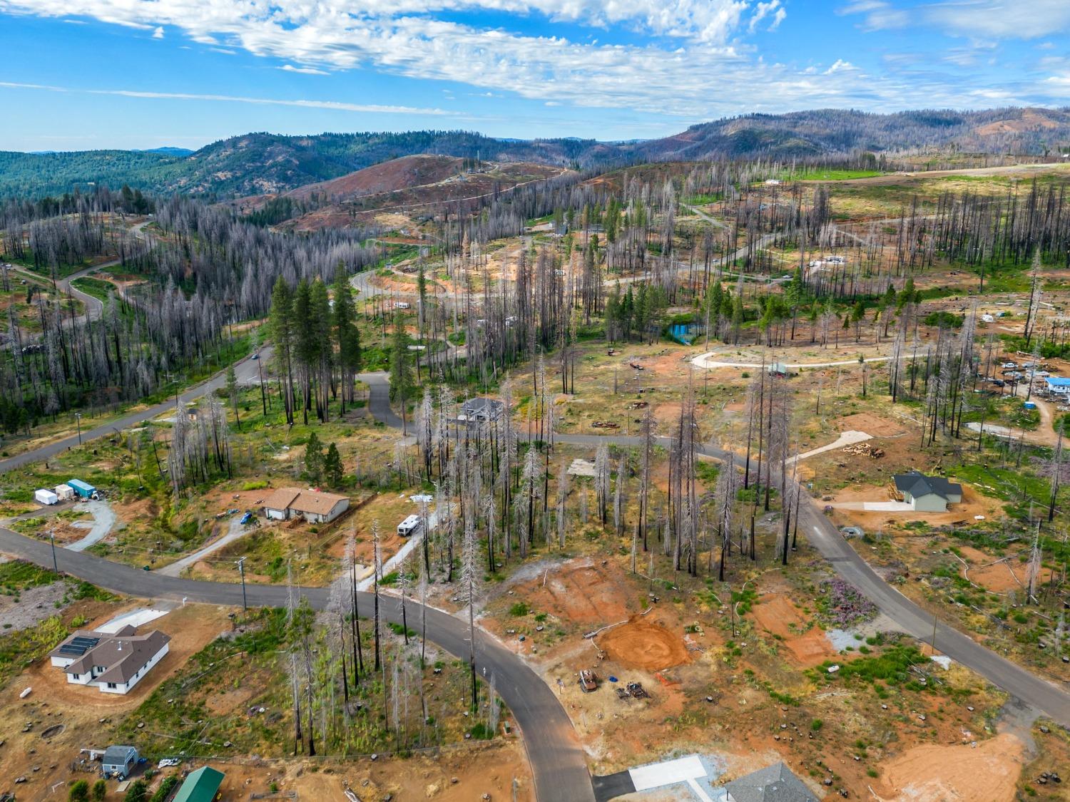 Golden Aspen, Grizzly Flats, California image 10