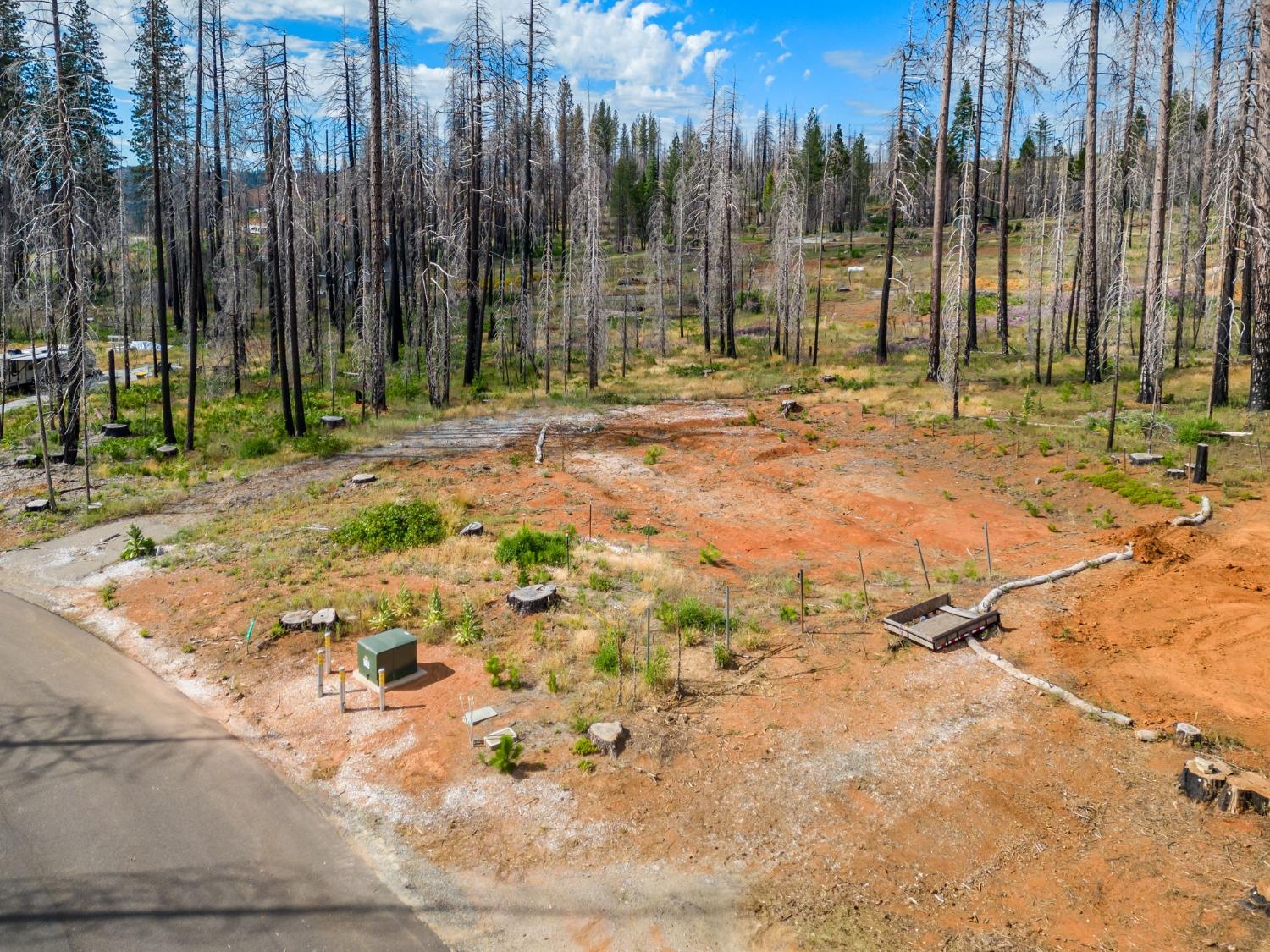 Golden Aspen, Grizzly Flats, California image 5