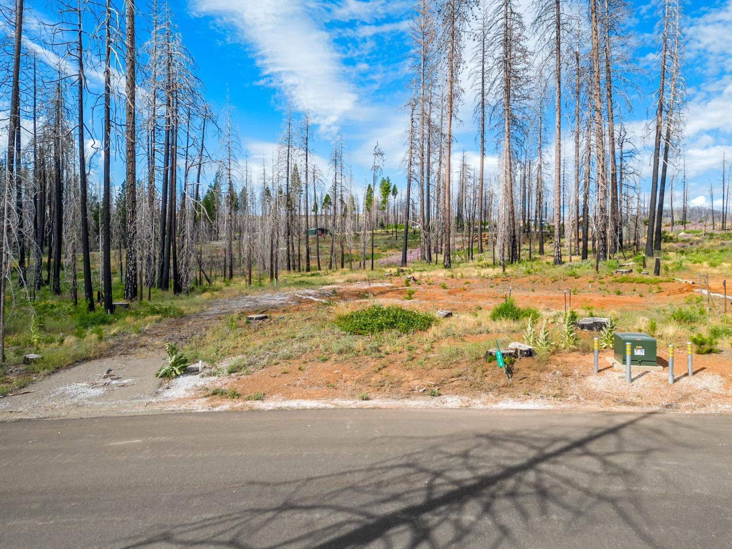 Golden Aspen, Grizzly Flats, California image 7