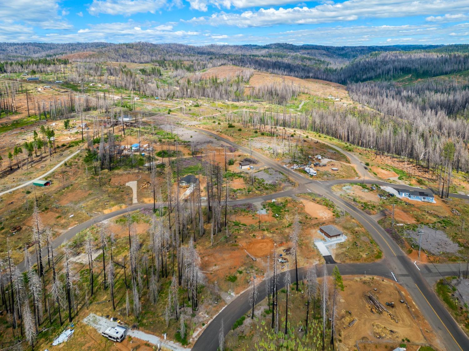 Golden Aspen, Grizzly Flats, California image 9