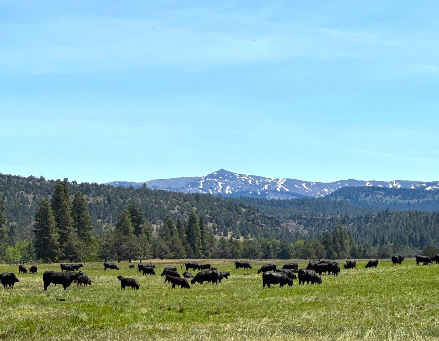 County Road 199, Alturas, California image 1