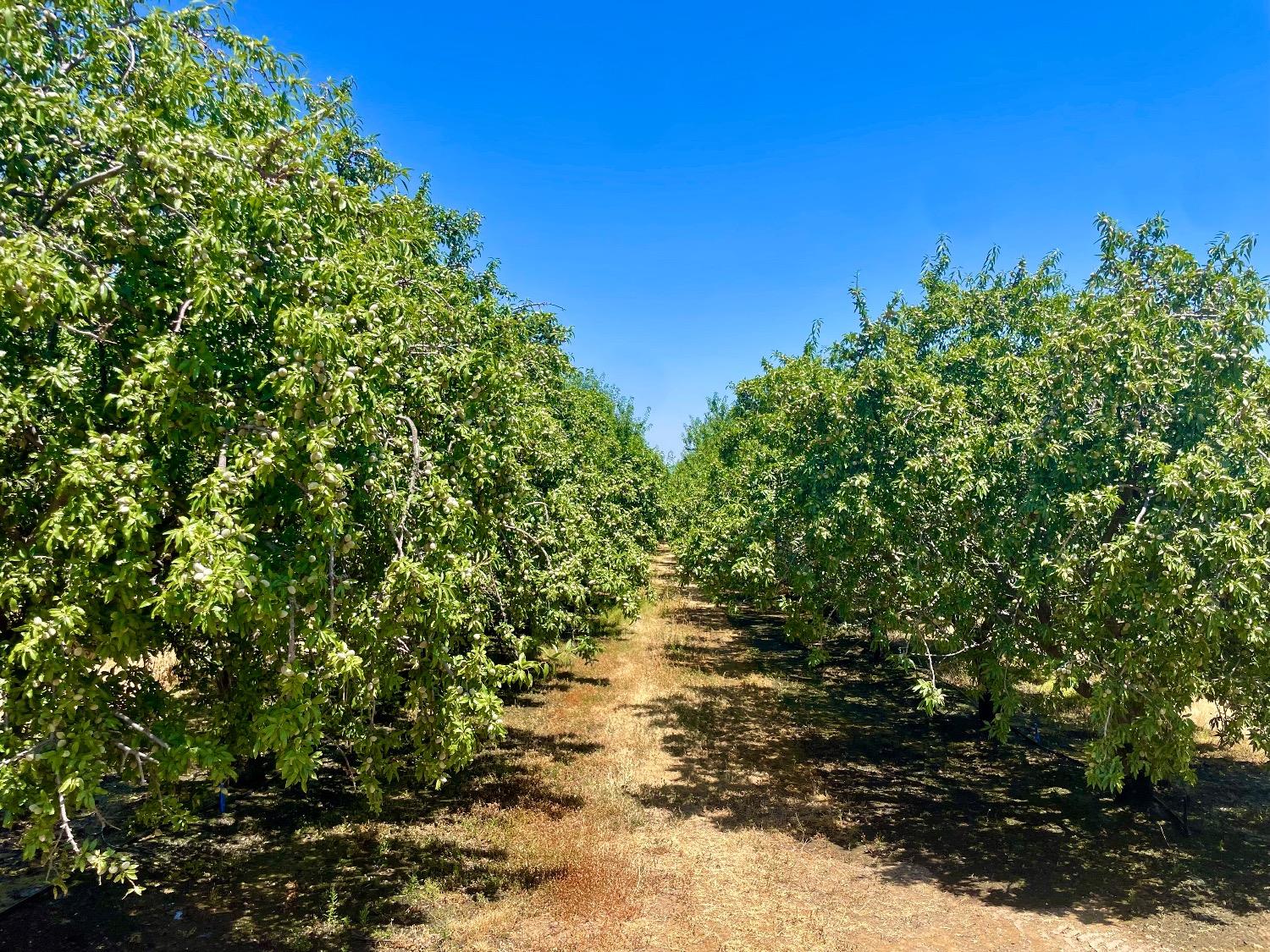 Whitworth Road, Gustine, California image 8