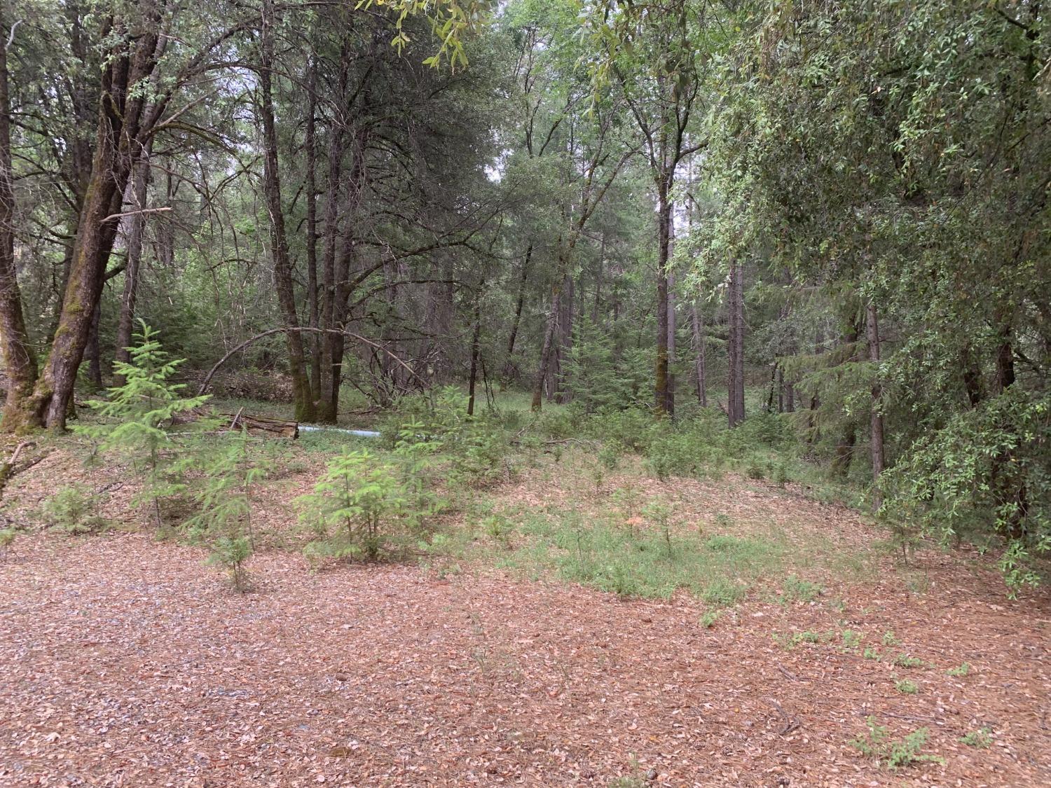 Amapola Court, Pollock Pines, California image 1