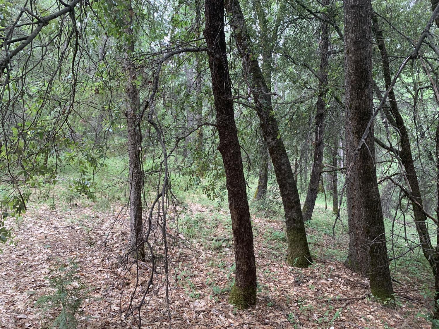 Amapola Court, Pollock Pines, California image 2