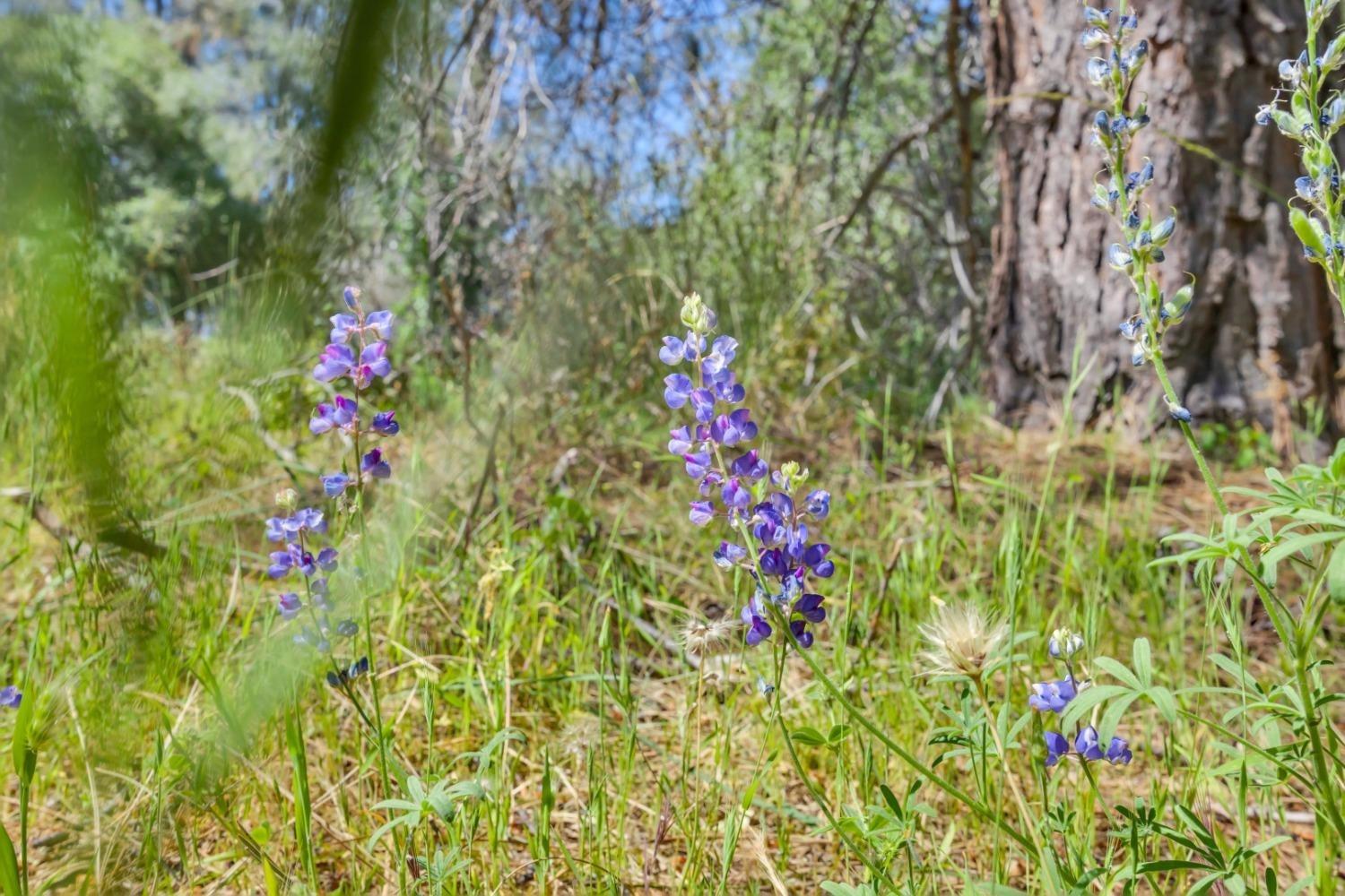 Detail Gallery Image 9 of 15 For 14331 Beitler Rd, Nevada City,  CA 95959 - – Beds | – Baths