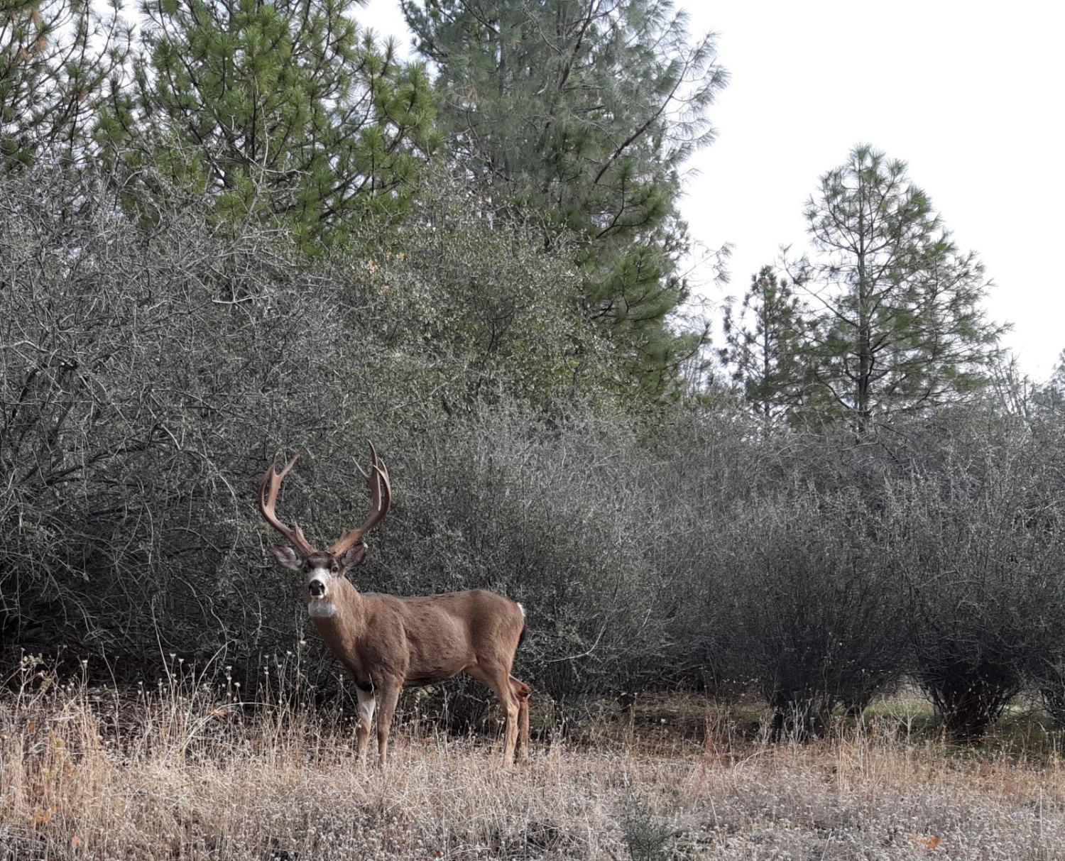 Ponderosa Way, Murphys, California image 49