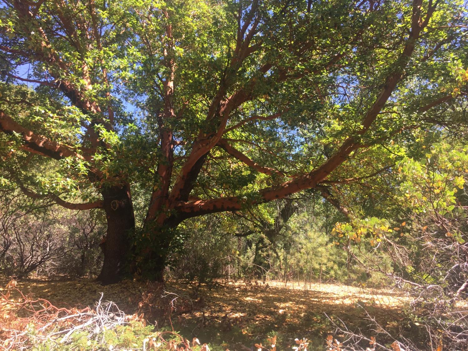 Black Prince Road, Pioneer, California image 9