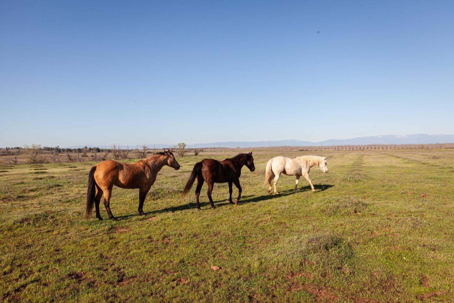 Chittenden Road, Corning, California image 14