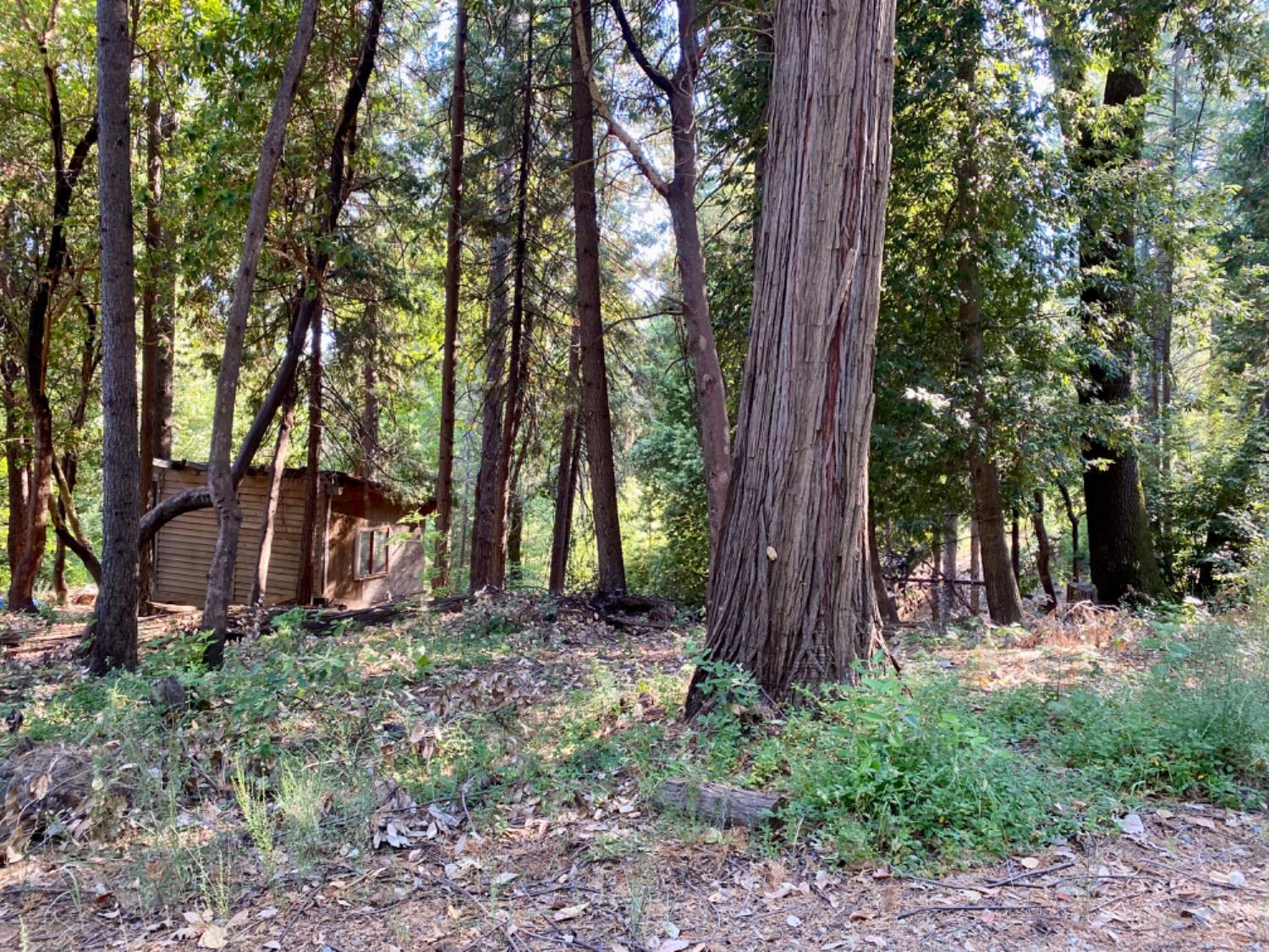 Detail Gallery Image 66 of 86 For 17385 Ashbury Way, Camptonville,  CA 95922 - 2 Beds | 2 Baths