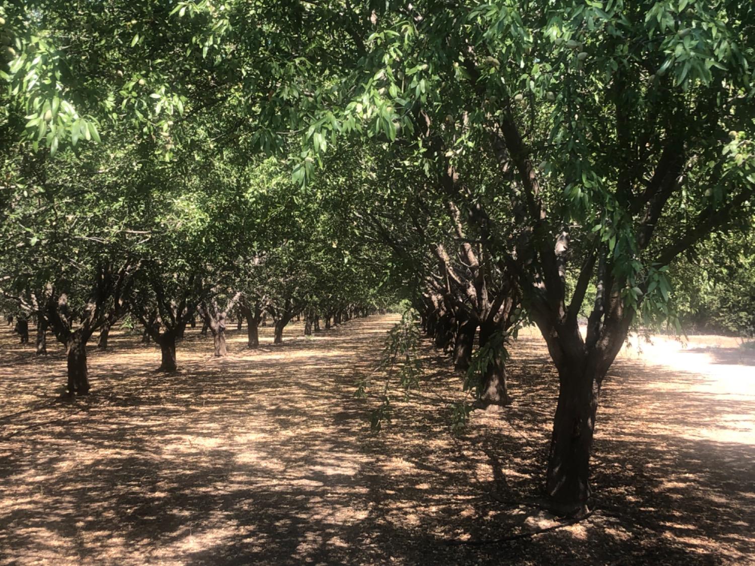 Hale Avenue, Arbuckle, California image 3