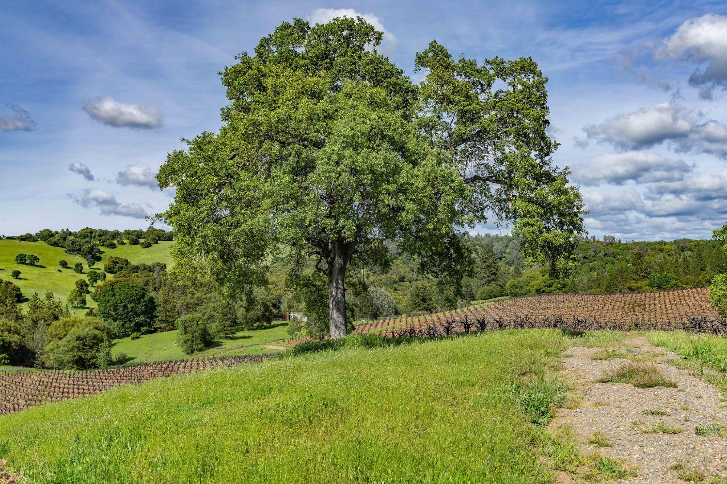 Detail Gallery Image 77 of 91 For 15111 Tyler Rd, Fiddletown,  CA 95629 - 5 Beds | 4/2 Baths