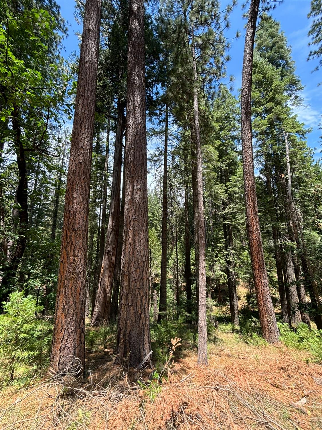 Innsbruk Drive, Arnold, California image 13