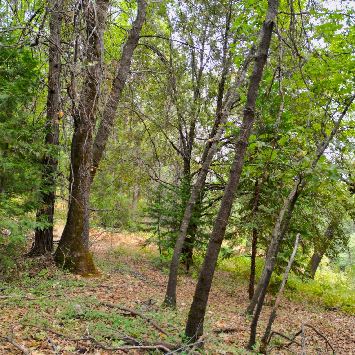 Louis Road, Grass Valley, California image 8