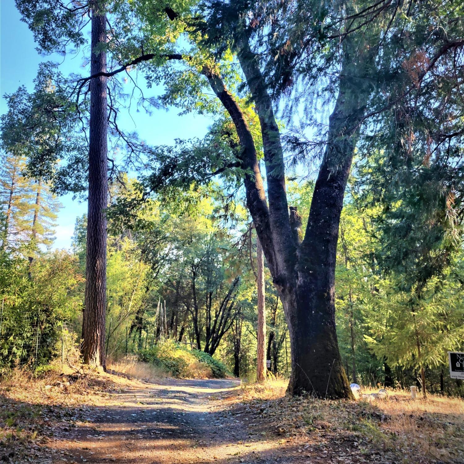 Louis Road, Grass Valley, California image 6