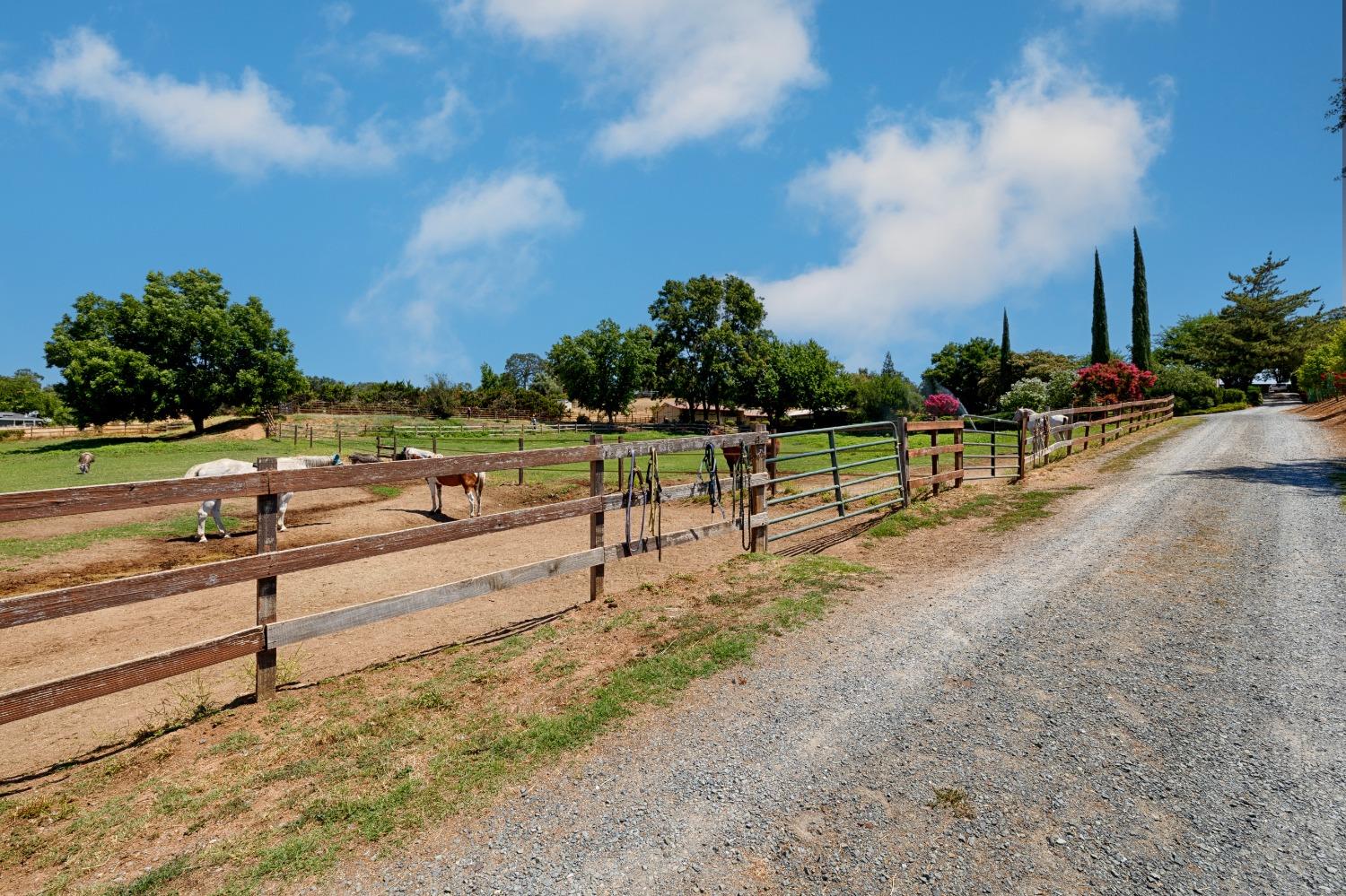 Rattlesnake Road, Newcastle, California image 8