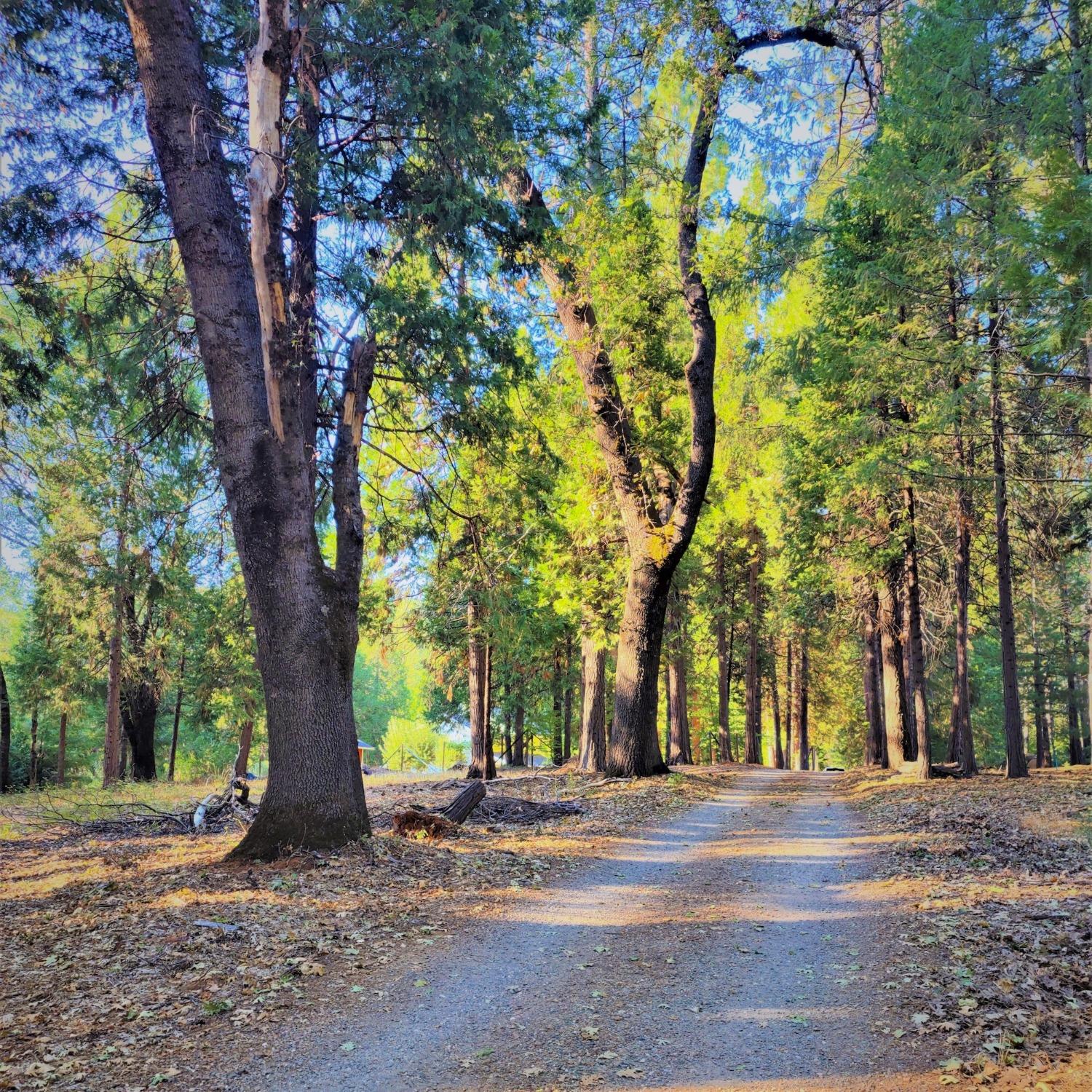 Louis Road, Grass Valley, California image 5