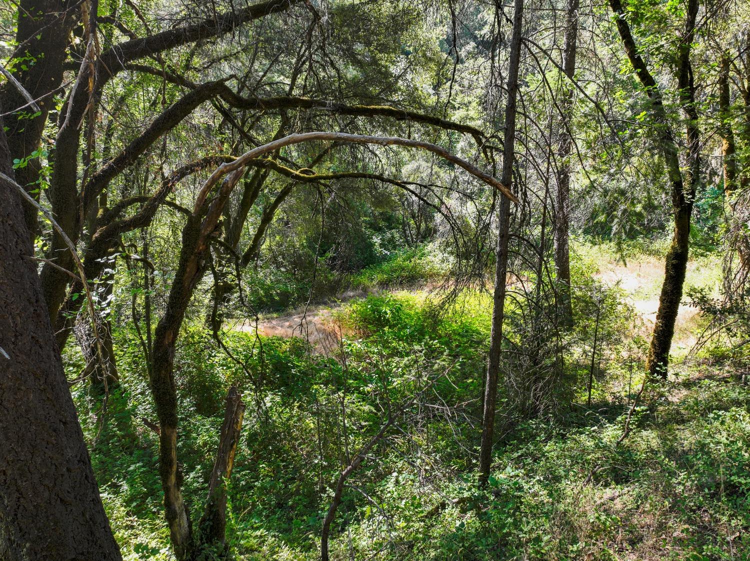 Sivers Lane, Grass Valley, California image 15