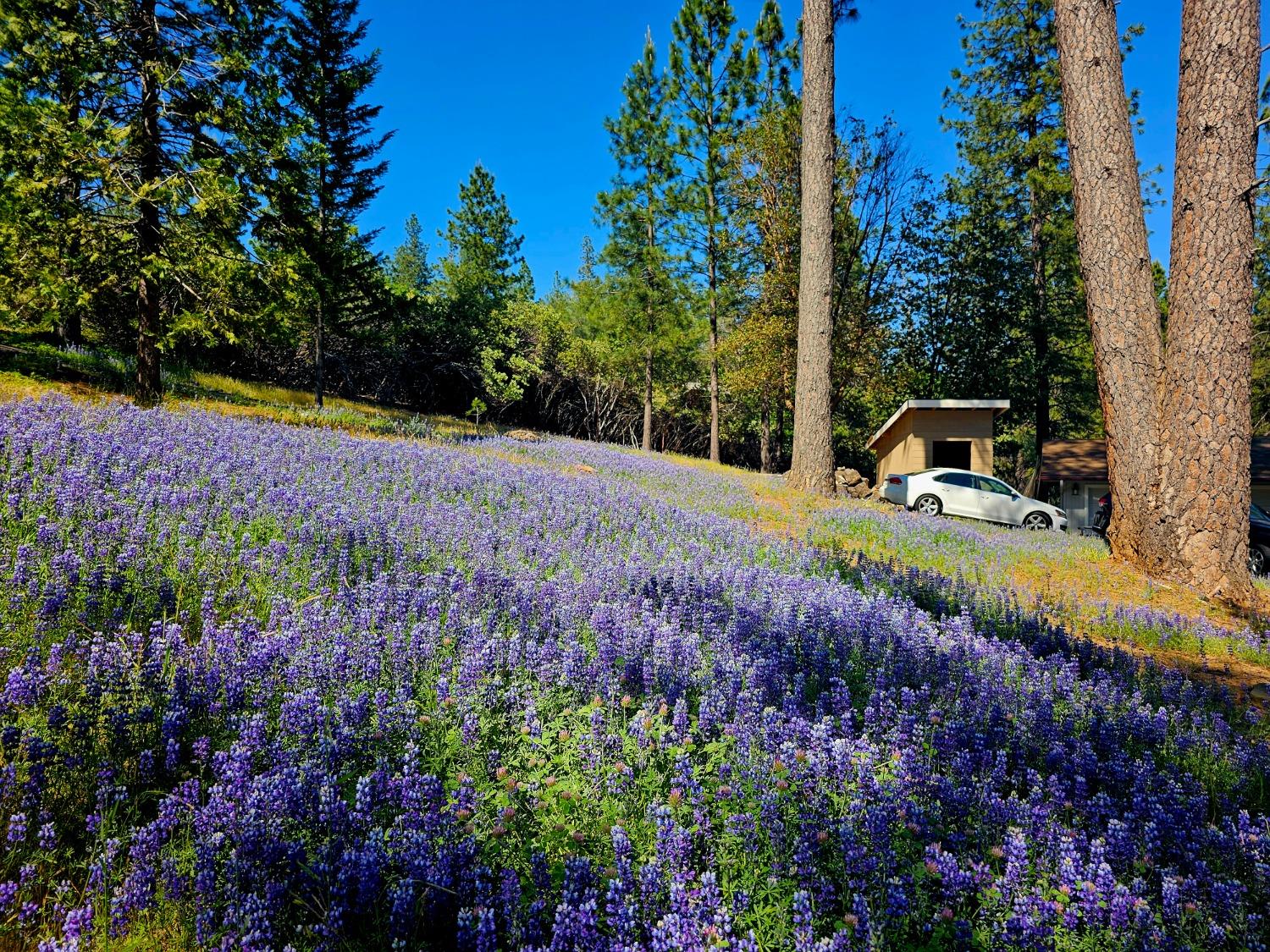 Happy Pines Drive, Foresthill, California image 36