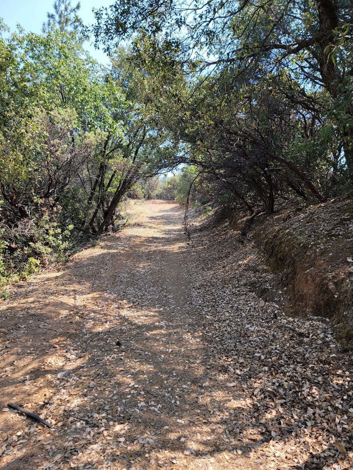 Laikam Rd, Twain Harte, California image 9