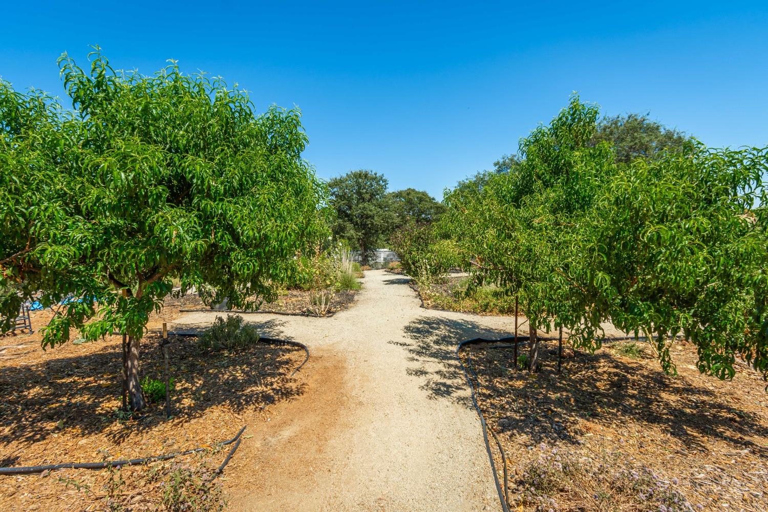 Detail Gallery Image 53 of 73 For 4051 Leopard Ln, Pilot Hill,  CA 95664 - 3 Beds | 3 Baths