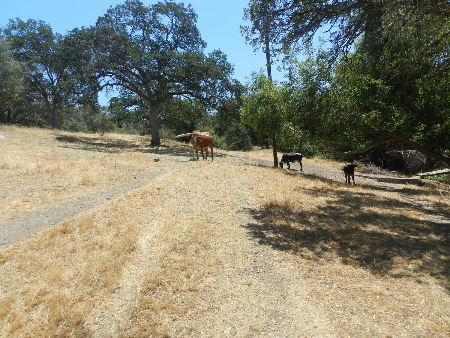 Detail Gallery Image 46 of 60 For 38289 Road 415, Raymond,  CA 93653 - 3 Beds | 2 Baths