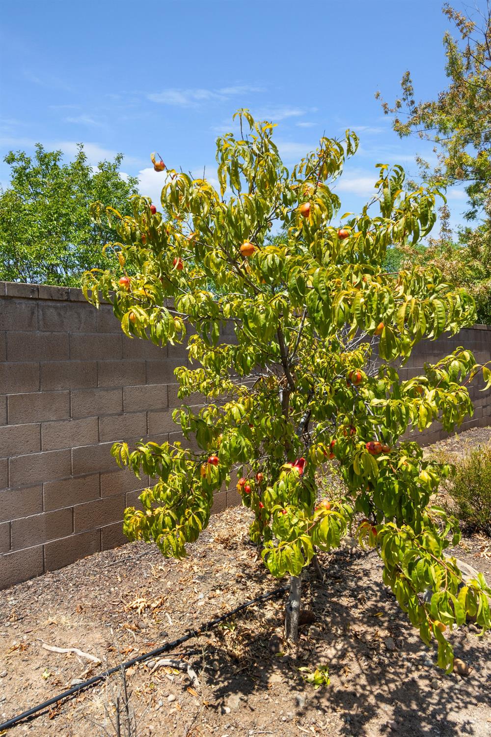 Detail Gallery Image 36 of 52 For 1940 Farmgate Ln, Lincoln,  CA 95648 - 3 Beds | 2 Baths