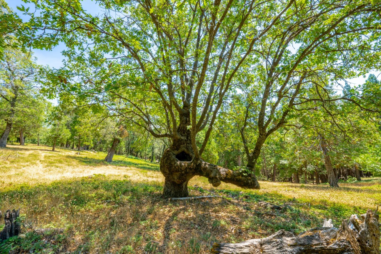 Detail Gallery Image 31 of 51 For 0 Starkes Grade Rd, Pollock Pines,  CA 95726 - – Beds | – Baths