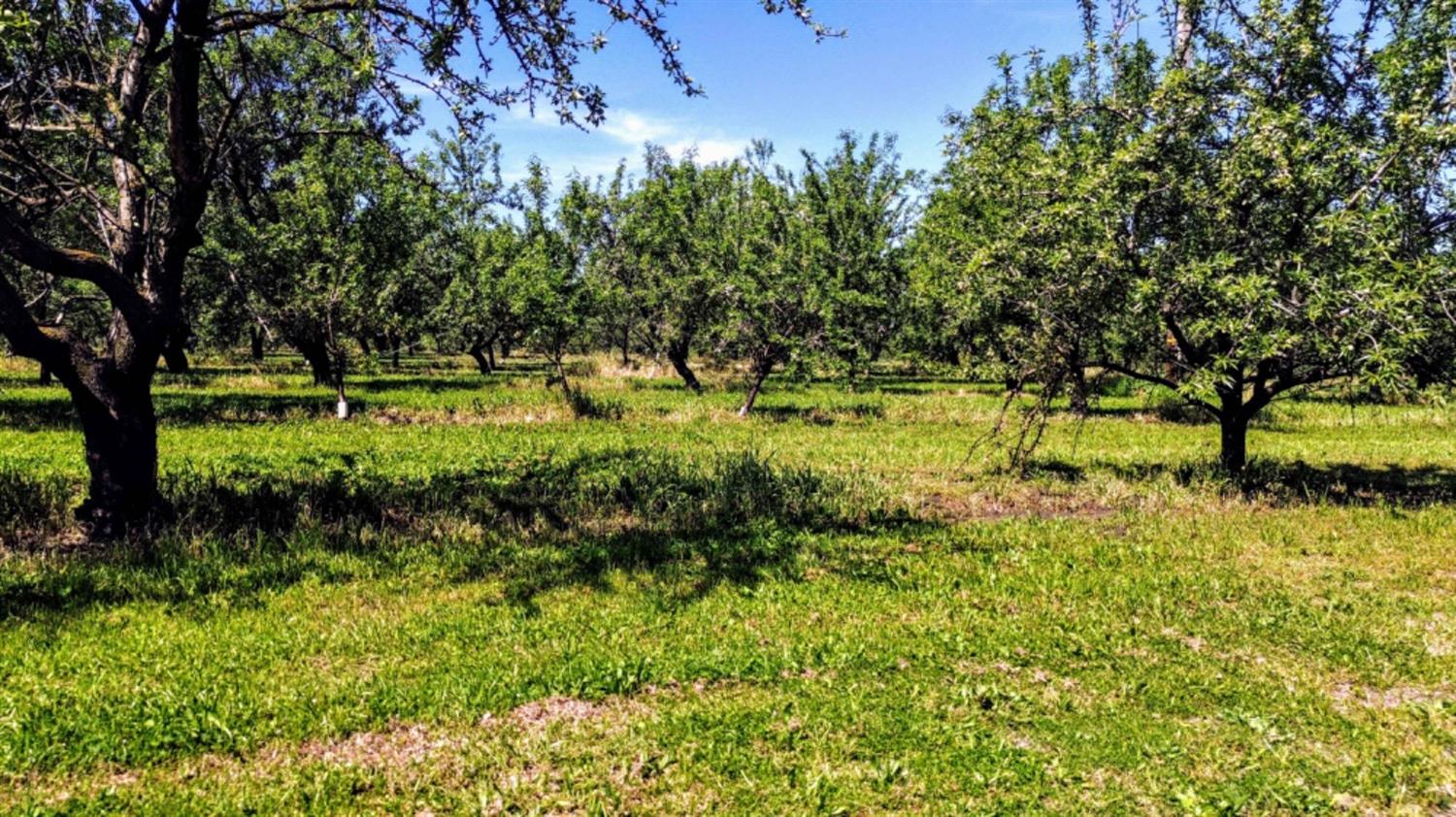 Vine Avenue, Winton, California image 10